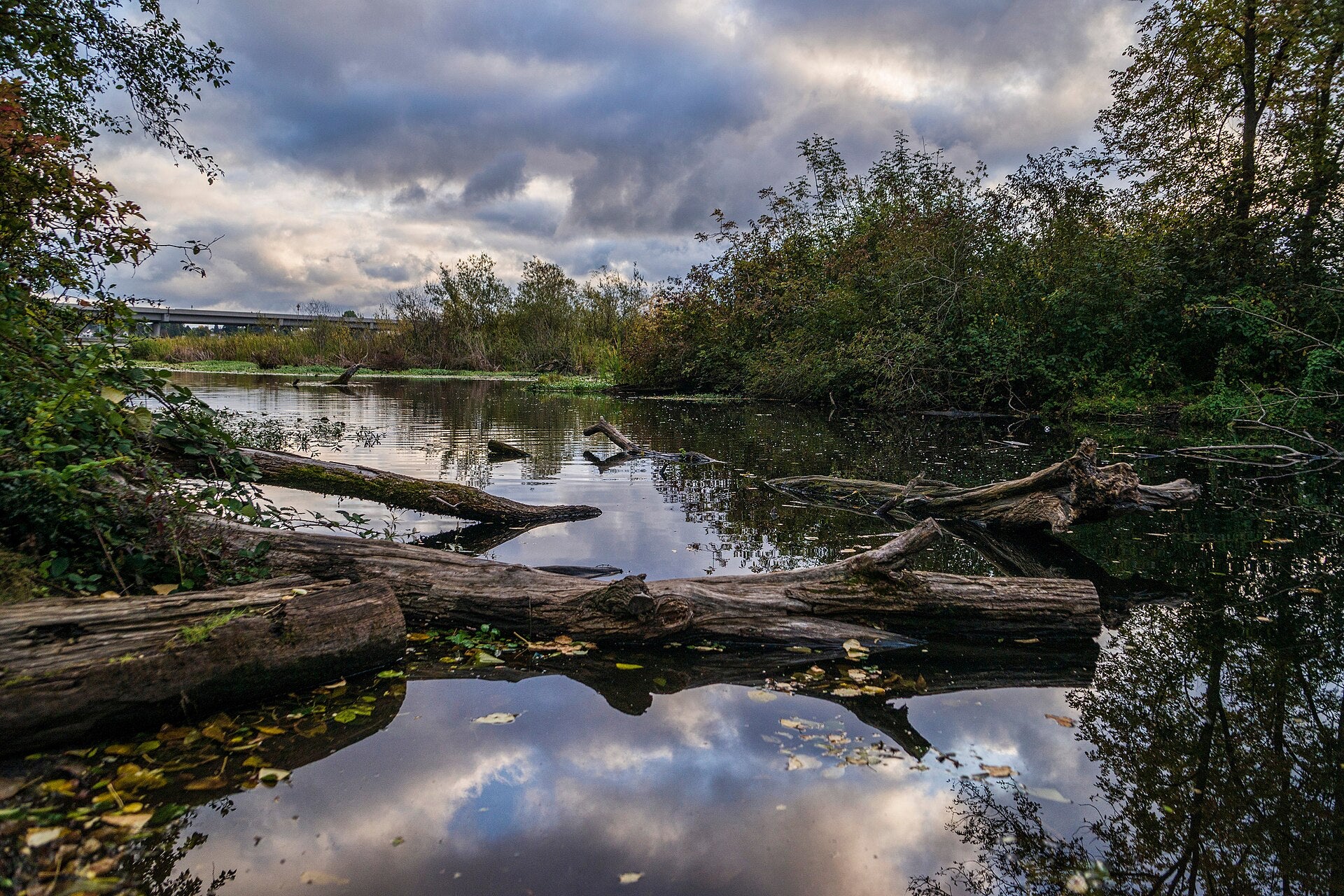 Wetland and waterways around Foster Island in the Washington Park Arboretum